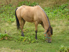 Horseback adventure in Romania - Randocheval / Absolu Voyages
